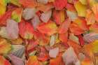 USA, Washington State, Seabeck. Fallen witch hazel leaves in autumn. Art Print